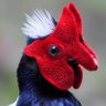 Фото профиля 🐦SillyGoose🐦