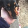 ホンコん 的头像