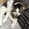 Profilbild von はるまき