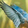 Фото профиля Birdwing