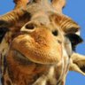 darren B drew's profile picture