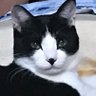 marron's profile picture