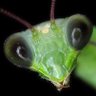 MantidGreen profil fotoğrafı