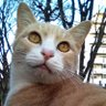 風信子 的头像