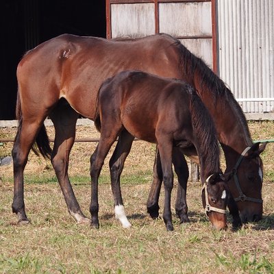 yoshinofarm's profile picture