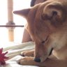 sakura＊sora profil fotoğrafı