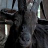 Profilbild von Black Phillip, a goat not actually the Devil