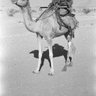 Profilbild von مركزبني رشيدالتاريخي