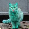 Фото профиля Baka Guy