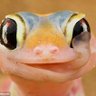 Common Sensei profil fotoğrafı