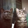 Profilbild von Bobo N5