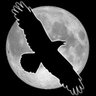 Greyraven profil fotoğrafı