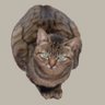 gene ke3389's profile picture