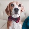 Beagle Facts 的头像
