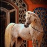 Profilbild von mohammed