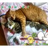 ひまわりです。猫2匹と柴犬メスがいます profil fotoğrafı