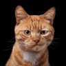 Profilbild von Nader