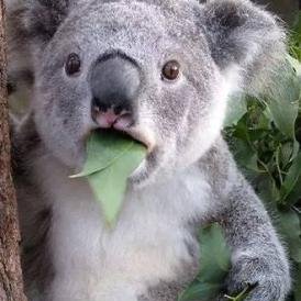 KoalaOK_'s profile picture