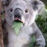 KoalaOK- profil fotoğrafı