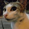 Laìcurè profil fotoğrafı