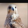 المسفهل's profile picture