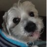 DFlindy's profile picture
