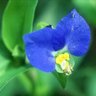 Profilbild von Dayflower
