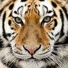 ily_greentigresseyes profil fotoğrafı