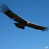 Cóndor Patriota profil fotoğrafı