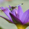 DragonflyMarnee 🌻🌻(postmenopausal & childless) profil fotoğrafı