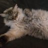 Giga-hugo's profile picture