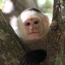 Red pill monkey profil fotoğrafı