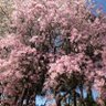 Фото профиля アリアンロッド