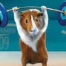 Tough Guinea Pig's profile picture
