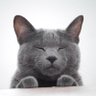 Profilbild von HI-cat