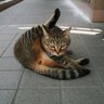 いもしん 的头像