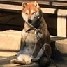 Profilbild von 長屋