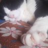 Фото профиля デル🐈️🖤
