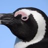 Фото профиля Jackass Penguin