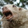 Lamber profil fotoğrafı