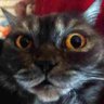 OboltYS's profile picture