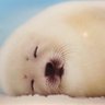 さる56 的头像