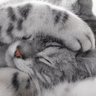 ルーシー profil fotoğrafı