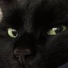 Black catt profil fotoğrafı