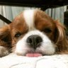 こっふー。 的头像