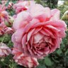 Фото профиля ♡ربي رضاگ والجنه♡