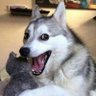 just_sarcastic 的头像