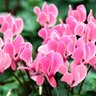 Фото профиля Jemima