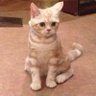 ね's profile picture