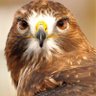Red Hawk's profile picture